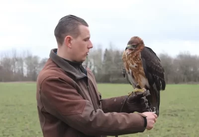 Timequest-Falconry